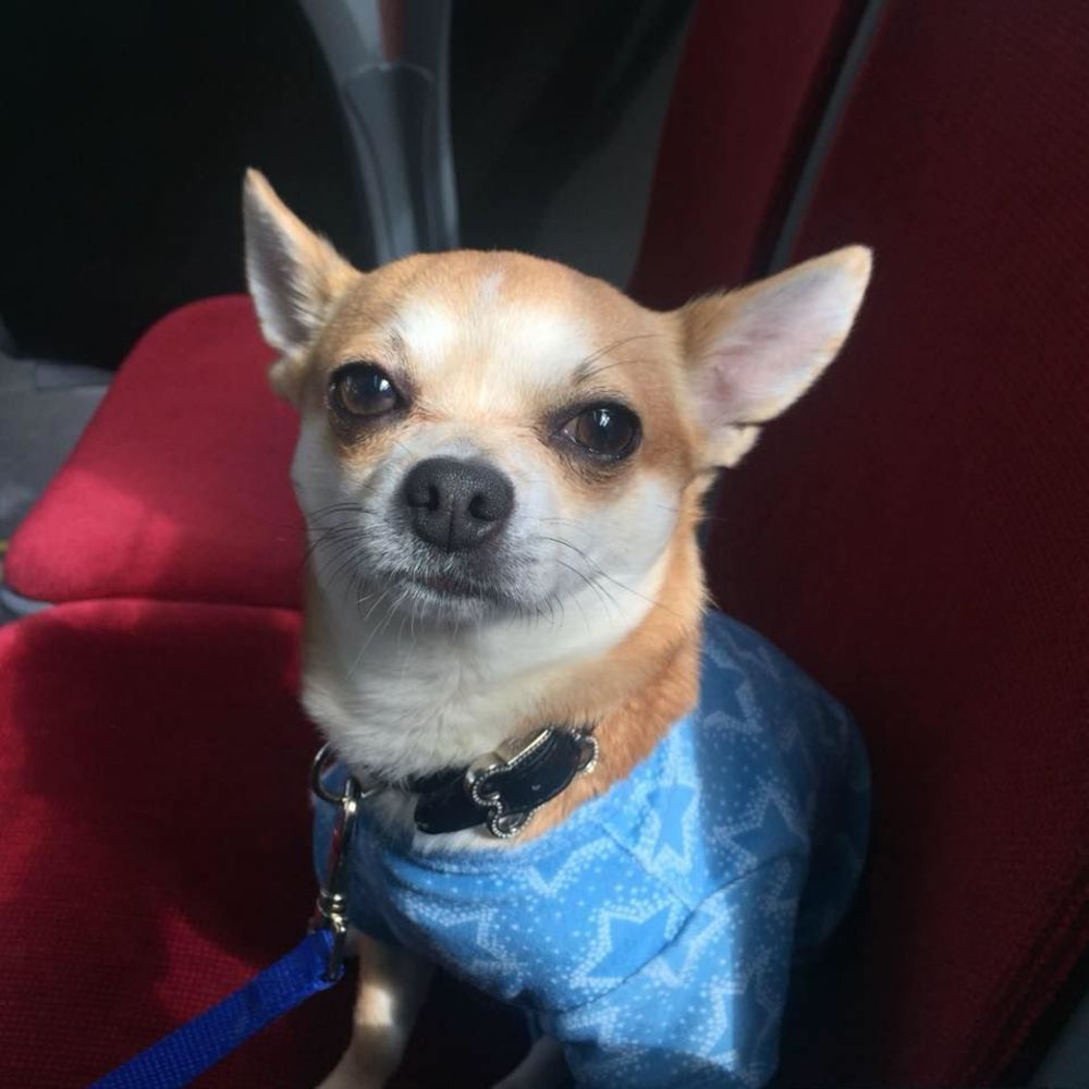 Meet your Posher, Cassandra